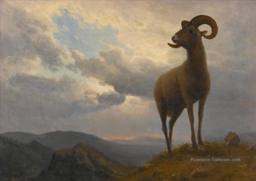  bierstadt - BIGHORN SHEEP Américain Albert Bierstadt